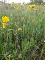 Berkheya zeyheri