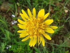 Berkheya zeyheri