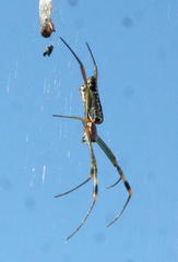 Trichonephila senegalensis annulata