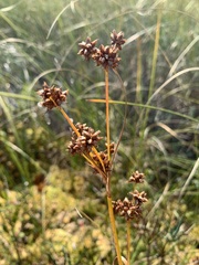 Cladium mariscoides