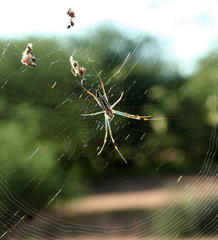 Trichonephila senegalensis annulata