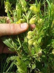 Hermannia grandistipula