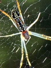 Trichonephila senegalensis annulata