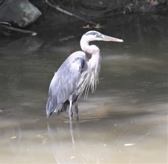 Ardea herodias