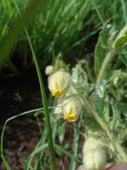 Hermannia grandistipula