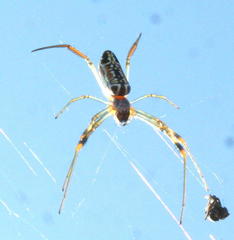 Trichonephila senegalensis annulata