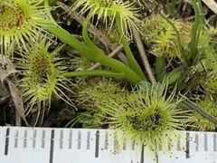 Drosera hookeri