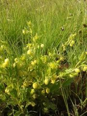 Hermannia grandistipula