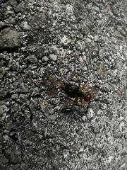 Dinomyrmex gigas borneensis