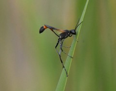 Ammophila placida