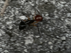 Dinomyrmex gigas borneensis