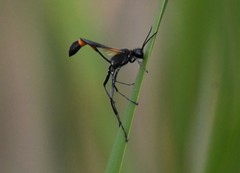 Ammophila placida
