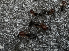Dinomyrmex gigas borneensis