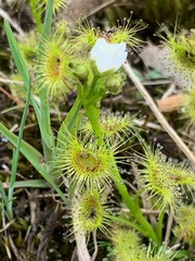Drosera hookeri
