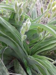 Hypoxis hemerocallidea