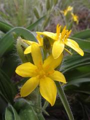 Hypoxis hemerocallidea