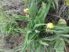 Hypoxis hemerocallidea
