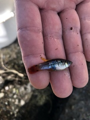 Xiphophorus variatus