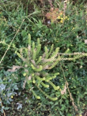 Lepidium apetalum