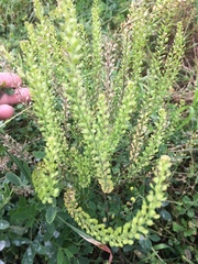Lepidium apetalum