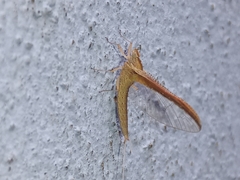 Ephemeroptera
