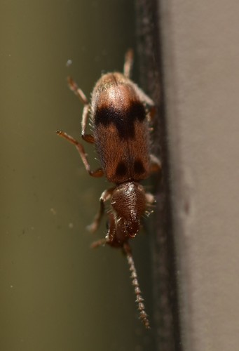 antlike flower beetle