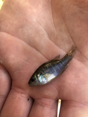 Xiphophorus variatus