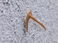 Ephemeroptera