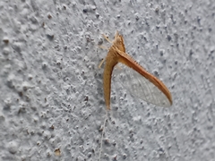 Ephemeroptera