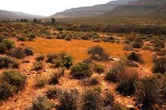 Microhodotermes viator