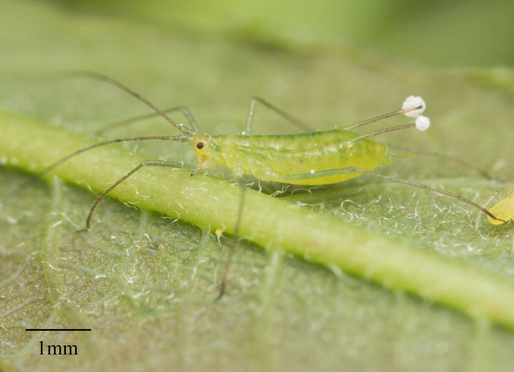 California Willow Aphid