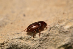 Harpalus gravis