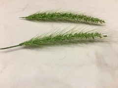 Setaria scheelei