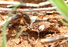 Chrotogonus hemipterus