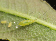 Macrosiphum californicum