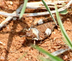 Chrotogonus hemipterus