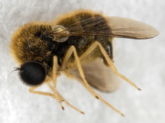 Turbopsebius diligens