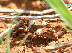 Chrotogonus hemipterus