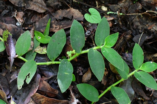 Tradescantia zebrina