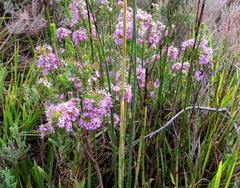 Agathosma odoratissima