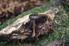 Ampulloclitocybe avellaneialba