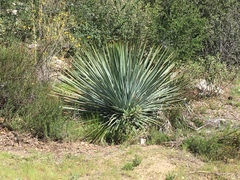 Hesperoyucca