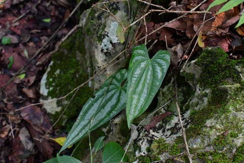 Dioscorea cyanisticta (Dioscorea cyanisticta)
