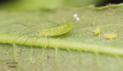 Macrosiphum californicum
