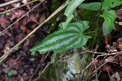 Dioscorea cyanisticta