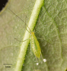Macrosiphum californicum