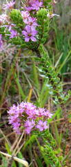Agathosma odoratissima