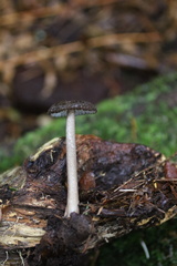 Ampulloclitocybe avellaneialba
