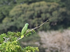 Amazona autumnalis salvini