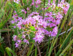 Agathosma odoratissima